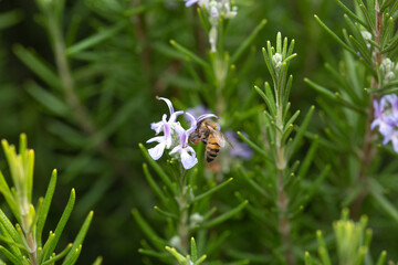 Striped honey bee flying bug on a rosemary blooming flower