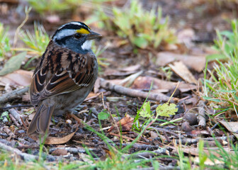 Wall Mural - White Throated Sparrow