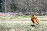 Fototapeta Pomosty - Happy pitbull playing fetch with a ball in an off leash dog park on a sunny day in early spring, running fast
