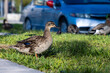 Duck in front of car