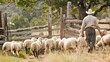 A farmer herding sheep into a pen for shearing.
