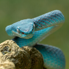 Wall Mural - Blue White-lipped Island Pit Viper (Trimeresurus insularis) native to Lesser Sunda Islands Indonesia. 