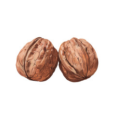 Wall Mural - Two walnuts on transparent background