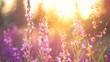Purple flowers field sun trees