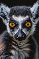 Aufkleber - Close up of a ring tailed lemur's face. Ideal for educational materials