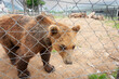 Captive brown bear