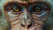   A monkey's close-up face with water droplets on its eyes