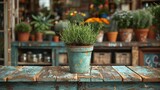 Fototapeta Dmuchawce -   A pot of plants atop a wooden table, surrounded by various pots within a plant-filled store