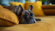 A brindle French Bulldog resting on a yellow sofa, in a home setting, conveying companionship. Generative AI