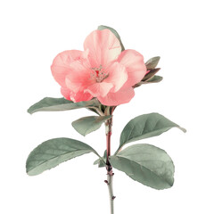 Wall Mural - Pink flower with green leaves on a stem