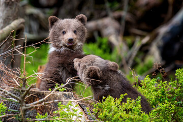 Wall Mural - two young brown bear cub in the forest. portrait of brown bear, animal in the nature habitat