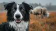   A tight shot of a dog in a lush grassfield Sheep graze in the background One dog gazes at the camera