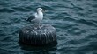 Seagull perched on rock in water