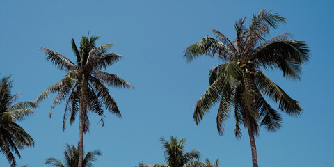 Wall Mural - palm trees against blue sky