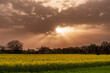 Auf- oder untergehende Sonne mit von Saharastaub orange bis rötlich gefärbtem milchig-trübem Himmel mit Wolken über landwirtschaftlich genutzter Fläche mit Rapsfeld und Bäumen