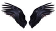 The wings of a black bird are shown in detail