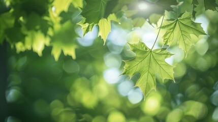 Sticker - Sunlight filtering through tree foliage in woodland