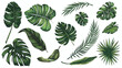 Set of tropical leaves. Drawing sketches of leaves