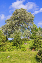 Sticker - Flowering Swedish whitebeam tree on a hill