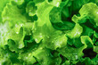 Texture close-up of bright green lettuce leaves
