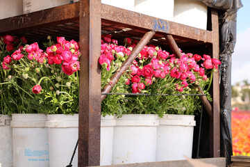 Sticker - pink ranunculus bouquets