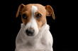 © st.kolesnikov - sad dog Jack Russell terrier, unhappy dog on a black background, offended dog