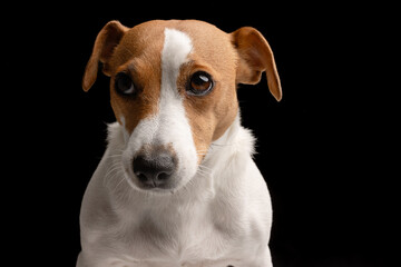 sad dog Jack Russell terrier, unhappy dog on a black background, offended dog