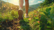 © amila - Close portrait of hiker feet on summer mountain trail, wearing sport adventure shoes, green grass field with morning sunlight