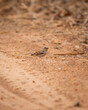 yellow throated sparrow or chestnut shouldered petronia or petronia xanthocollis bird on forest track in hot summer season safari at ranthambore national park tiger reserve rajasthan india asia