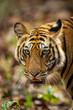 wild indian male bengal tiger or panthera tigris fine art closeup or portrait with eye contact in morning safari at bandhavgarh national park forest reserve madhya pradesh india asia