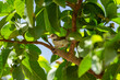 common tailorbird or Orthotomus sutorius a small shy bird perched in natual green background and in shade of guava leafs tree at forest of central india asia