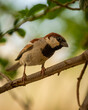 male House sparrow or Passer domesticus bird closeup in natural green background at keoladeo national park or bharatpur bird sanctuary rajasthan india asia