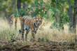 wild indian female bengal tiger or panthera tigris in natural green background on territory stroll head on with eye contact in safari at bandhavgarh national park forest reserve madhya pradesh india