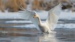 Swan wings flapping frozen lake