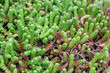 Sedum sexangulare. Tasteless stonecrop, detail the fleshy leaves and creeping stems of the succulent plant.