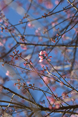 Wall Mural - Phaya suae flower or sakura flower in Thailand