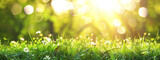 Fototapeta Natura - Spring background with blurred grass and sunlight in the morning