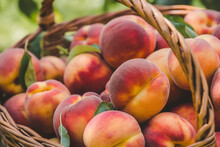 A Close-up View Of A Wicker Basket Filled With Ripe, Fresh Peaches With A Soft Focus Background Highlighting The Vibrant Colors Of The Fruit.