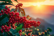 branch of ripe red coffee beans growing in mountain at sunset