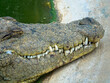 Crocodile in captivity.
Farm-sourced crocodile leather. Leather industry.
Otjiwarongo Crocodile Farm. Namibia, Africa