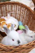 bunny rabbit in knitted basket outside in garden or park.easter sweet bread and colorful eggs as decor. spring time, pet are sleeping or grooming.cute animals, symbol of holiday.