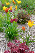 beautiful purple tulips blooming in a flowerbed in a spring garden with wood chips on the soil.