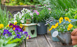 pretty colorful flowers blooming  and arranged on part of wooden terrace with decorative flower pots and lantern