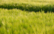 field of barley growing with textured effect and track background