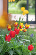 beautiful yellow and red tulips blooming in a garden in front of the bay windows of a veranda