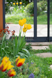 Fototapeta  - beautiful yellow tulips blooming in a garden in front of the bay windows of a veranda