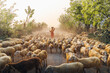 A local woman and a large sheep flock returning to the barn in the sunset, after a day of feeding in the mountains in Ninh Thuan Province, Vietnam.