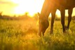A brown horse with its head down, grazing in the soft light of sunset on an open field. Featuring photorealistic landscapes in the style of golden hour lighting, lens flare, detailed foliage