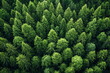 forest ecosystem and healthy environment, Rain forest, Trees, aerial shot , Lush Green Rainforest Canopy, generative AI
