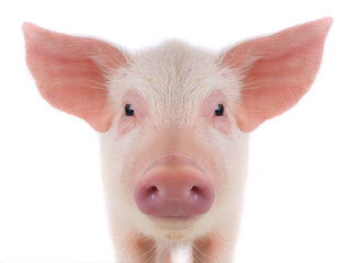 Sticker - portrait of a pig isolated on white background